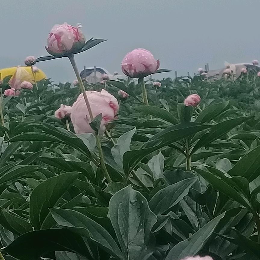 要不要