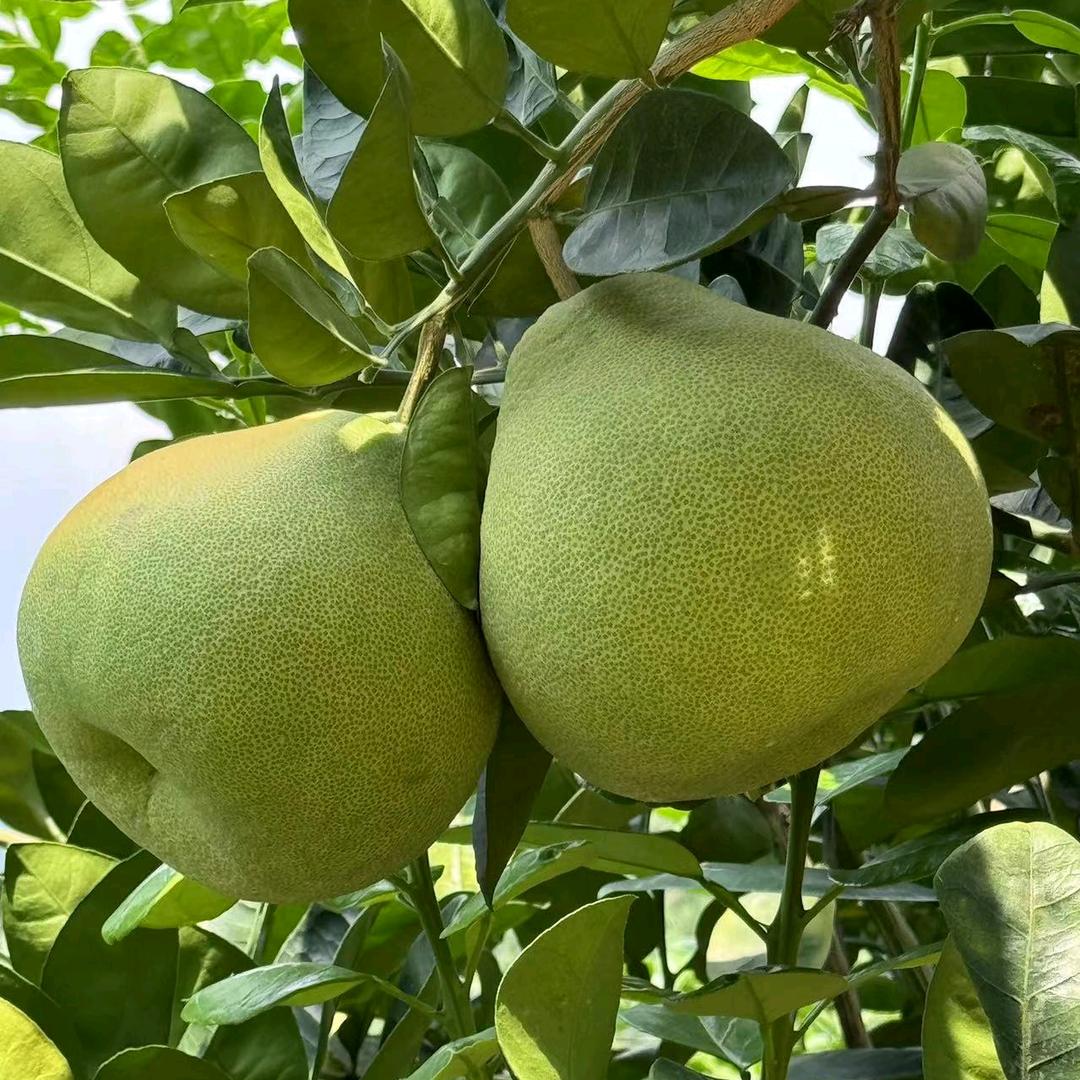 度尾阿雄文旦柚