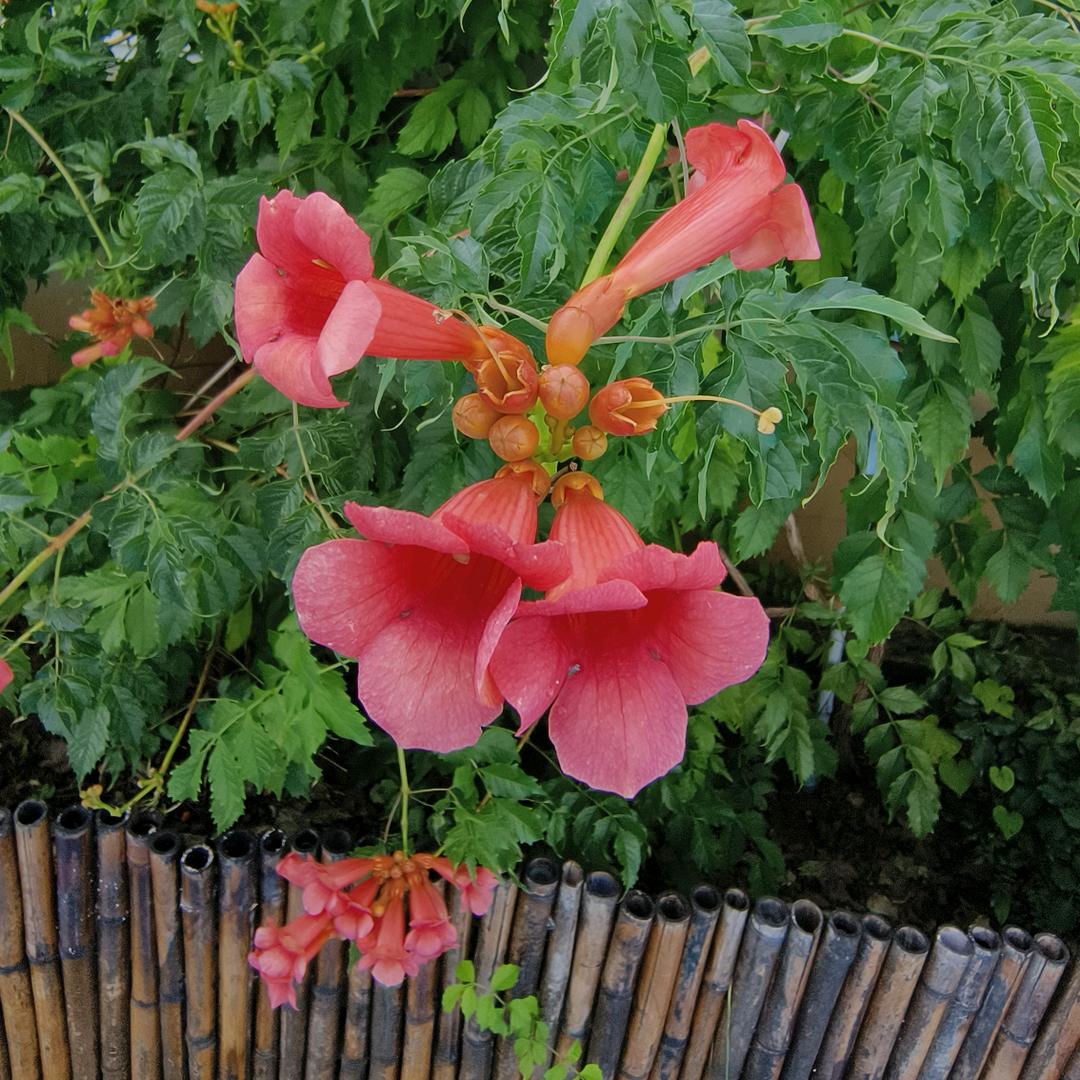 快乐玲子