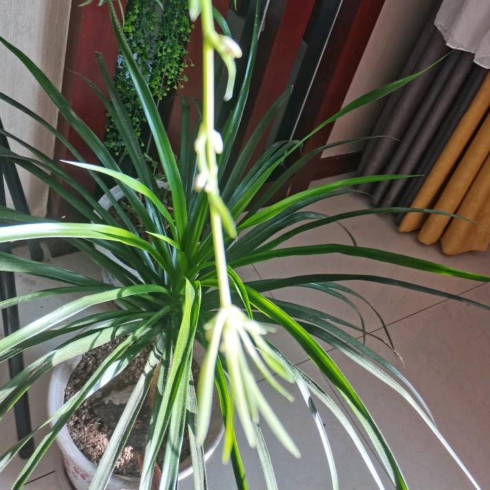ZHU FU 🌿