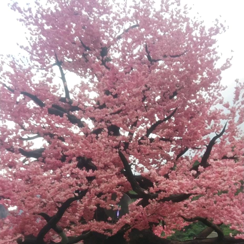 苏而不凡