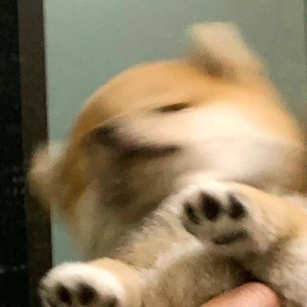 乌龙咸奶盖头像