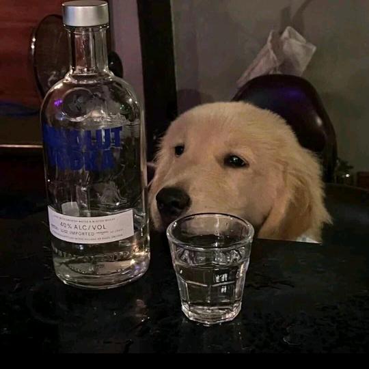 心碎小狗