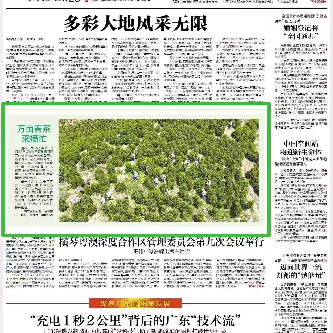 南万单枞（蜜兰香）