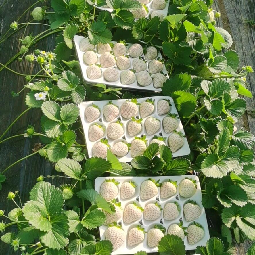 四海草莓🍓