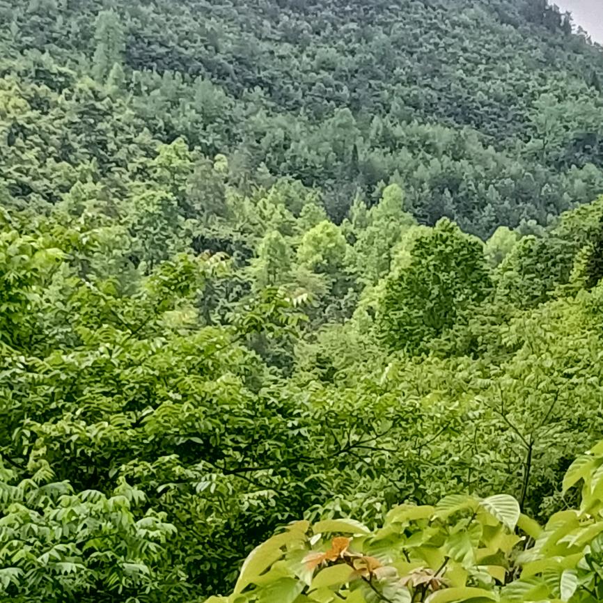 杨少