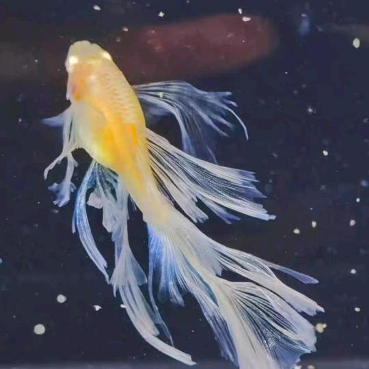龙龙孔雀鱼