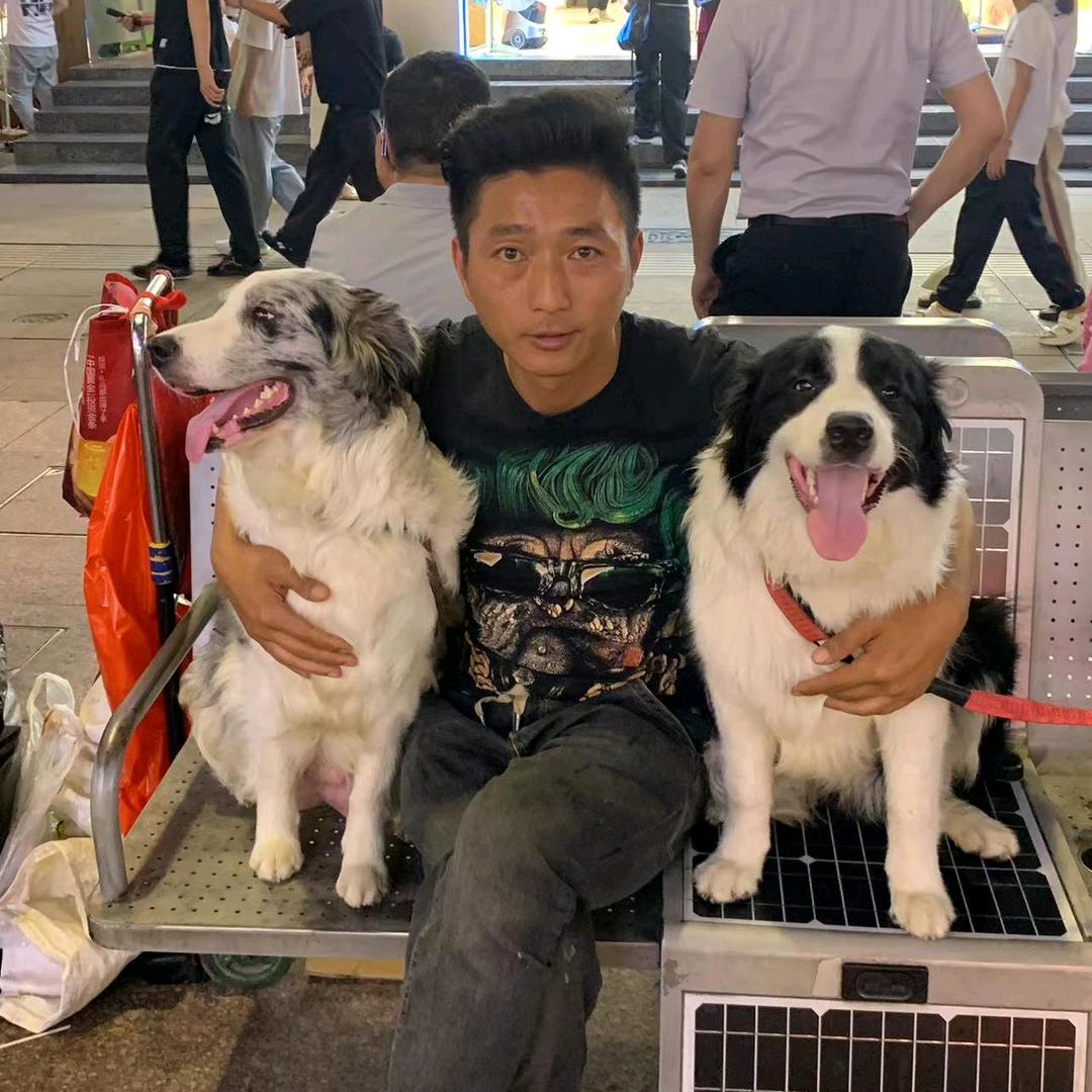 边牧糖糖乐乐六六一家三口