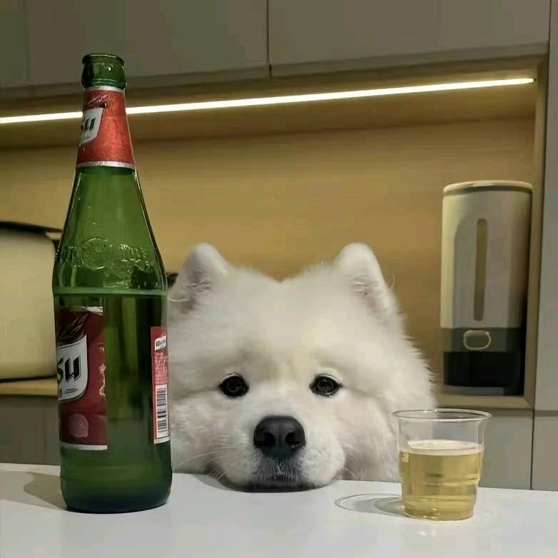 里里脆脆鲨