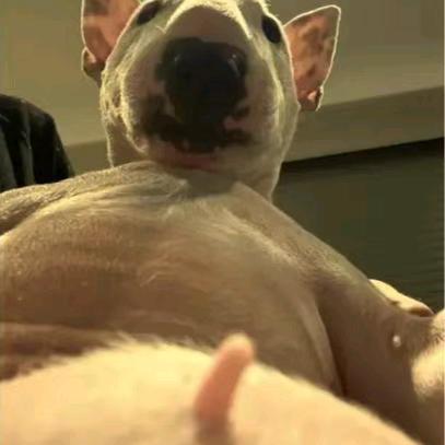 ᵕ᷄≀ ̠ᵕ᷅ 斌斌🚬