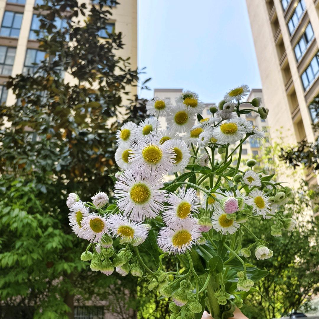 泗阳教小学的数学老师