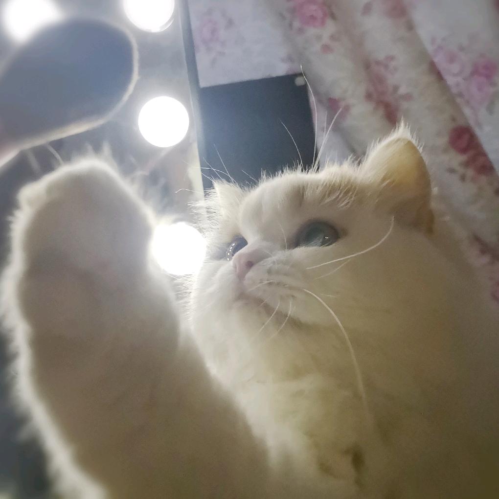 吃货小猫猫