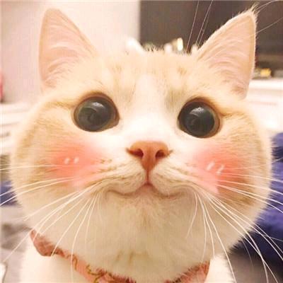 小兔子🙃