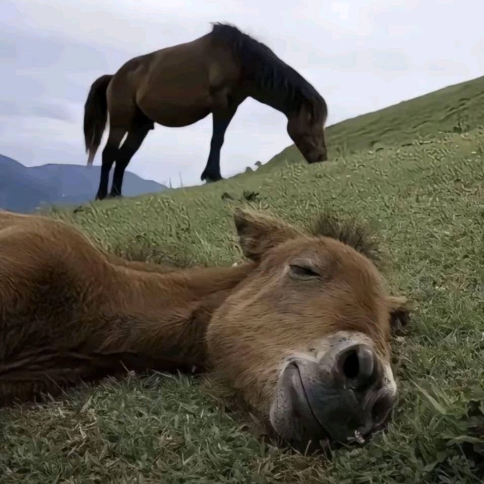 不想吃草的牛马