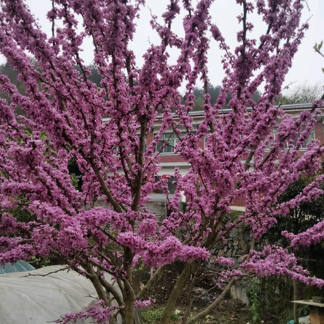 简简单单的过日子 ，永远不后悔