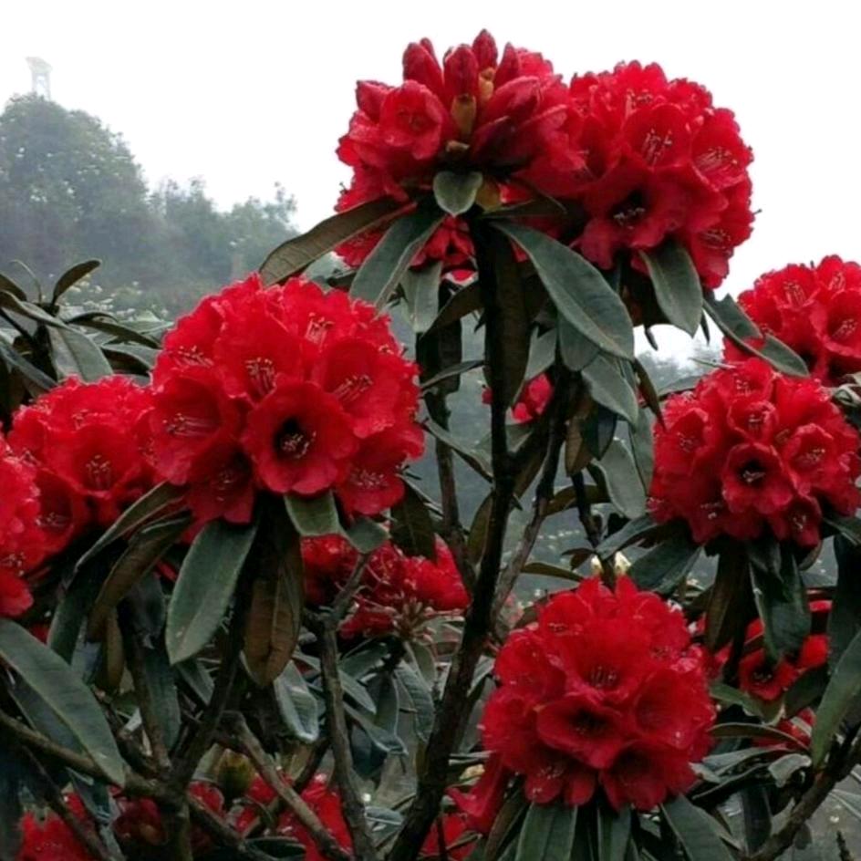 月缘花木
