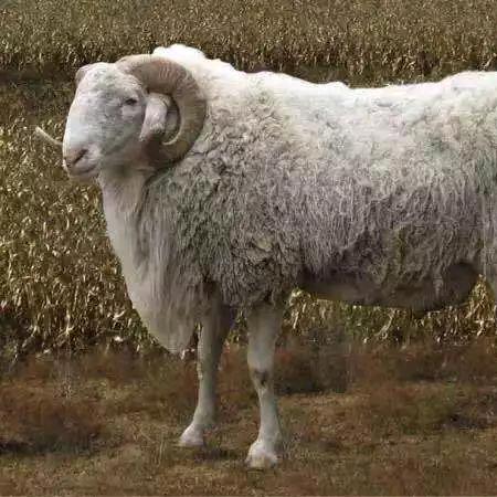 小羊官🐐🐏🐑