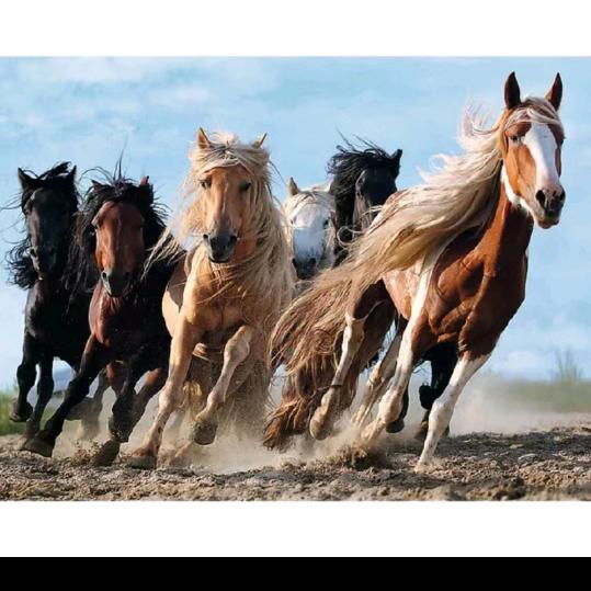 万马奔腾
