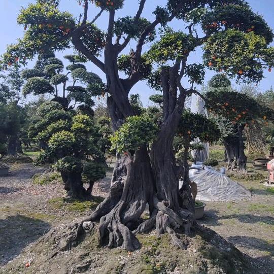 都江堰市懋霖园艺场