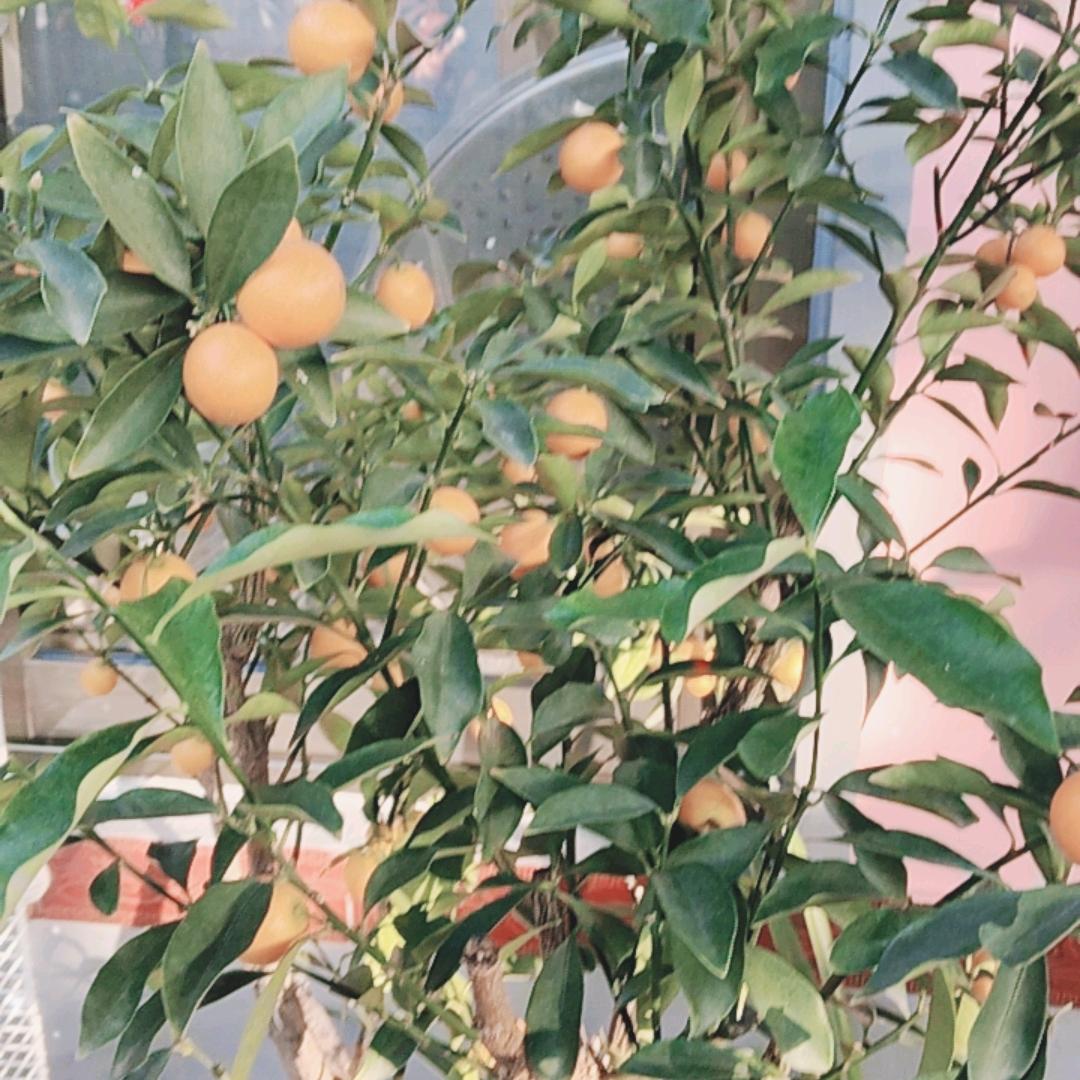 鲁善风