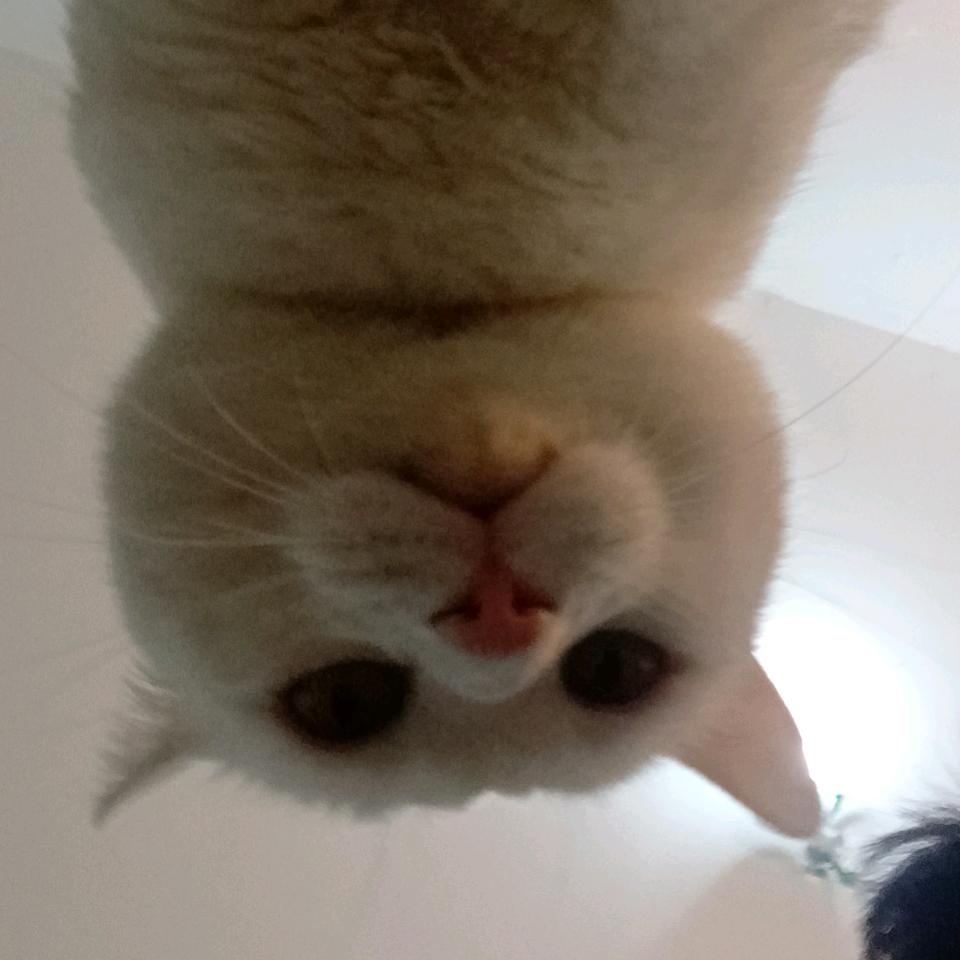 互联网不知名秃头