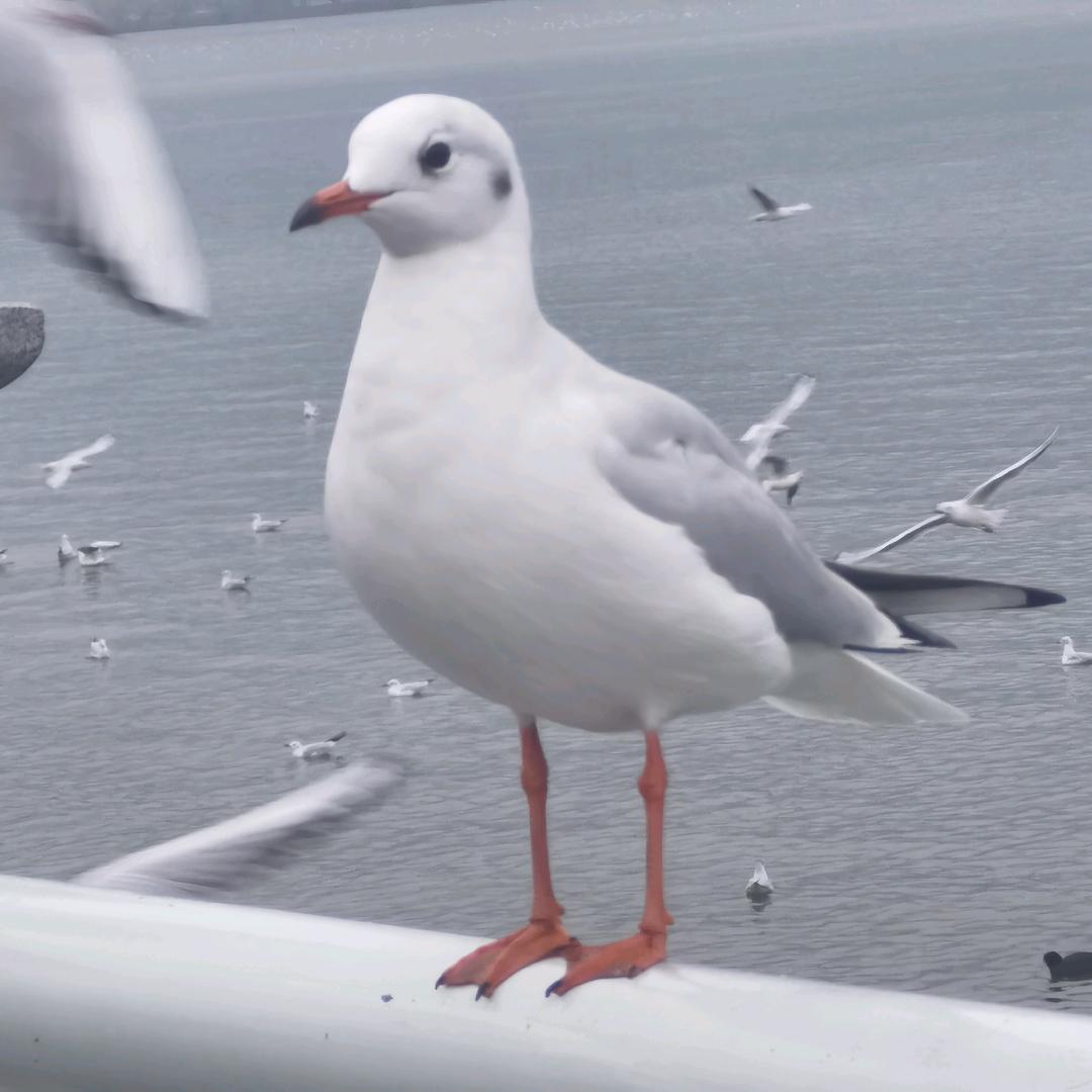 小将钰哥