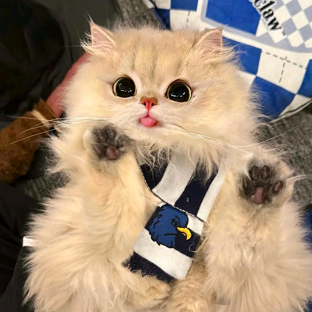 小猫辣椒（声优版）