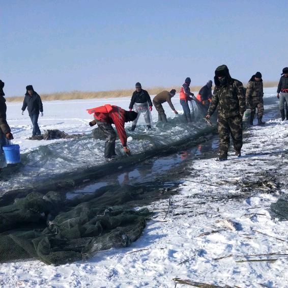 大漠福海冷水鱼直发