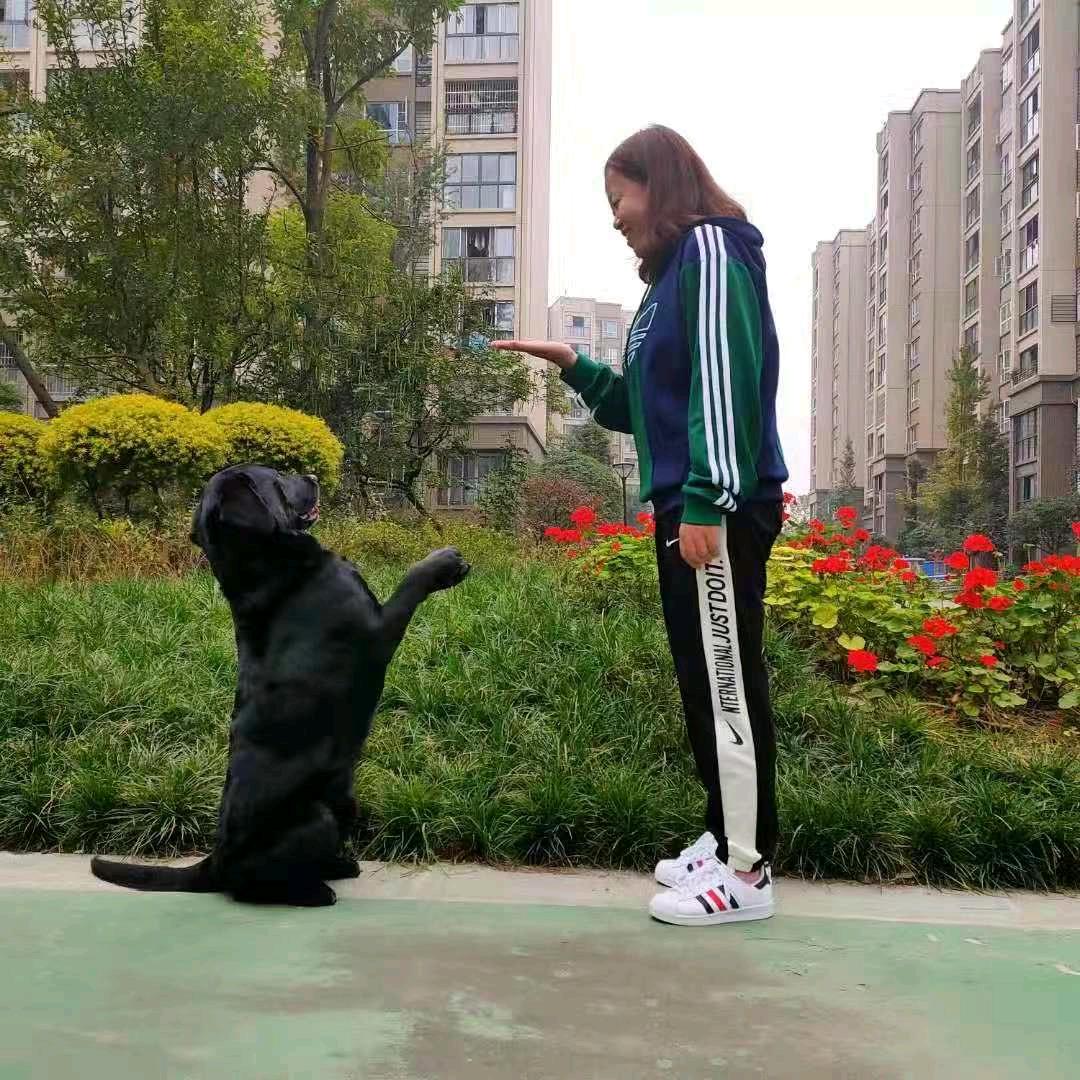 成都英子训犬(训犬➕寄养)