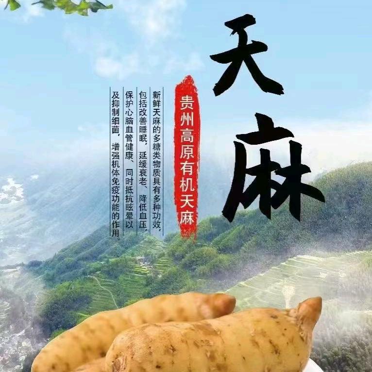 芸姐姐hy