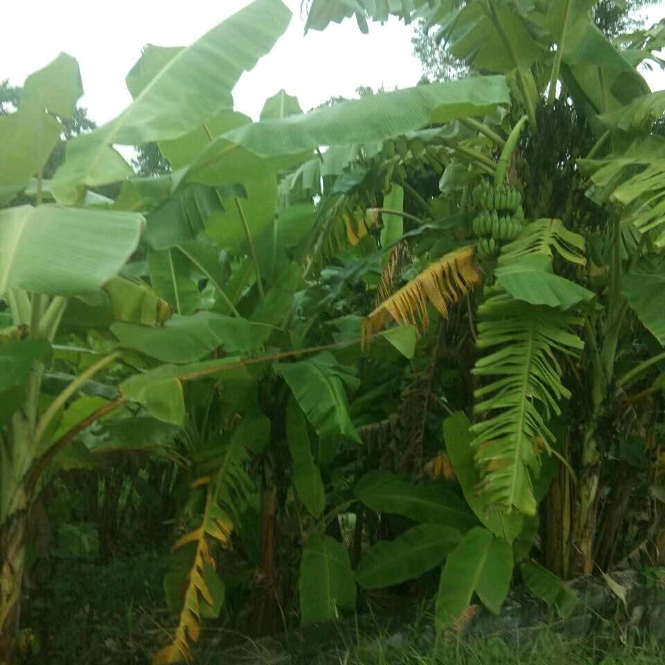 好运连连开心每一天