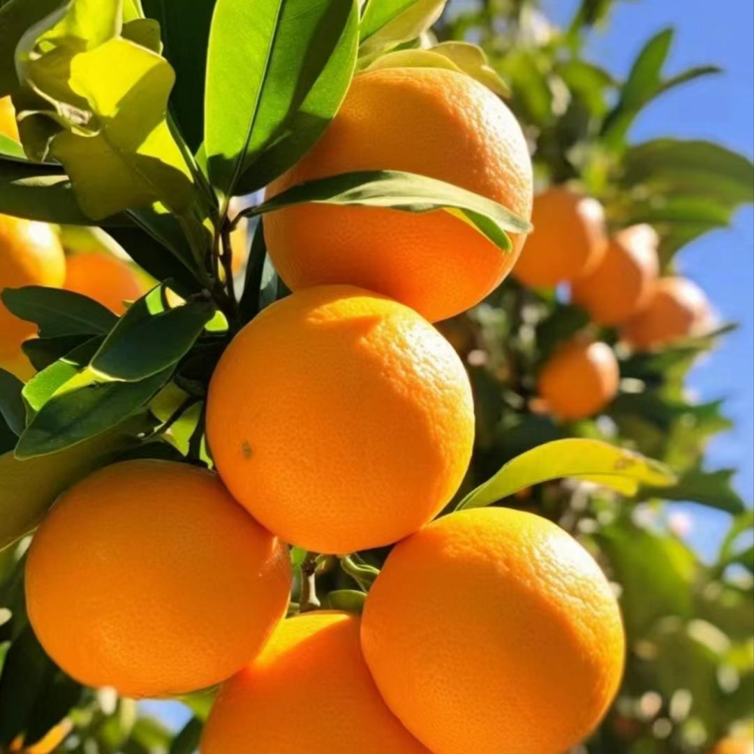 张姐讲柑橘🍊
