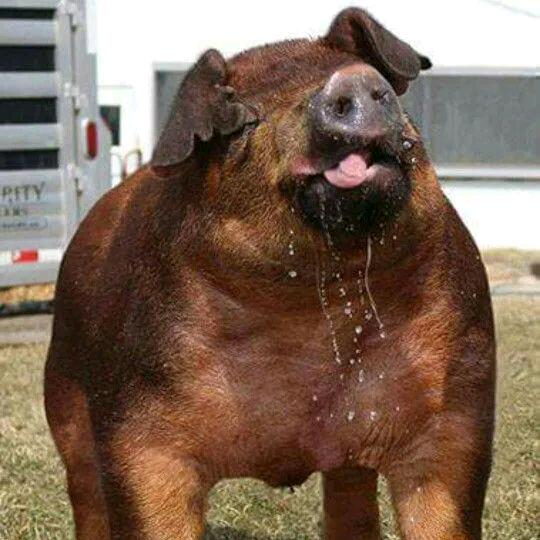 死(｢･ω･)｢嘿鬼吹灯