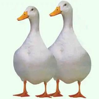 心宽财自来=肉鸭🦆