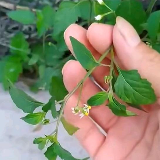 白花菜