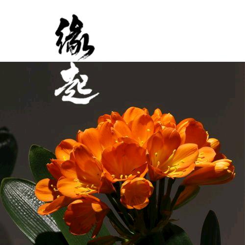 长春缘起君子兰