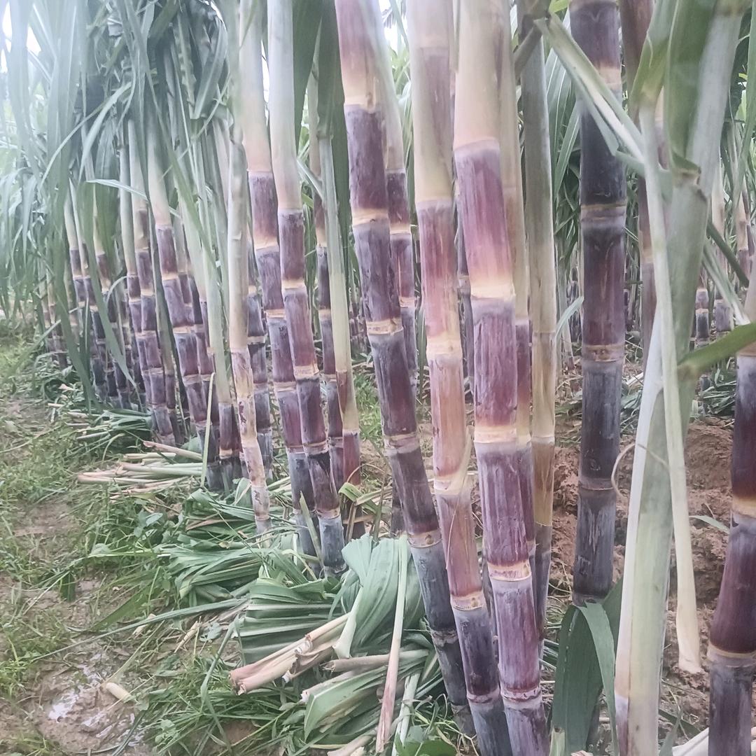 海南甘蔗全国批发