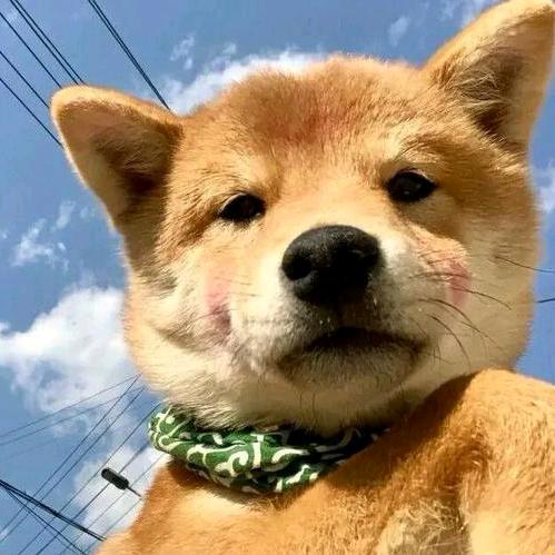 深情的浪漫土狗