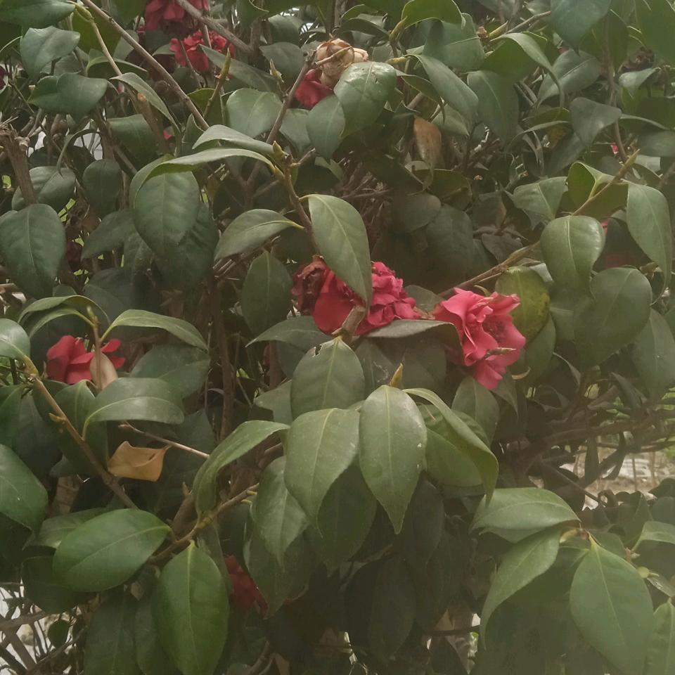 低调哥