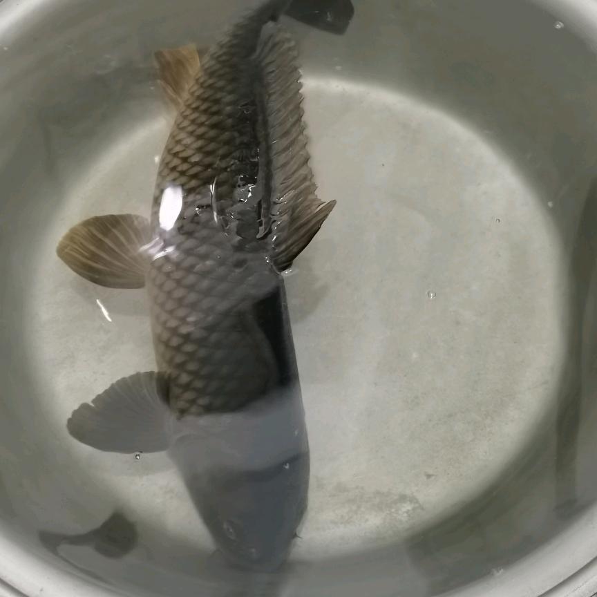 谷麦钓手🎣掏窝侠