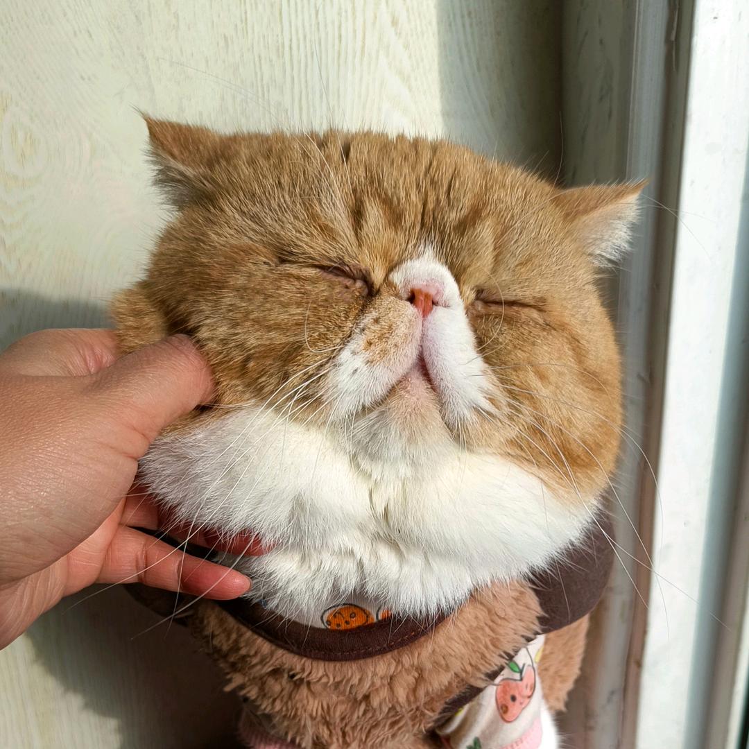 房东家的猫🐱