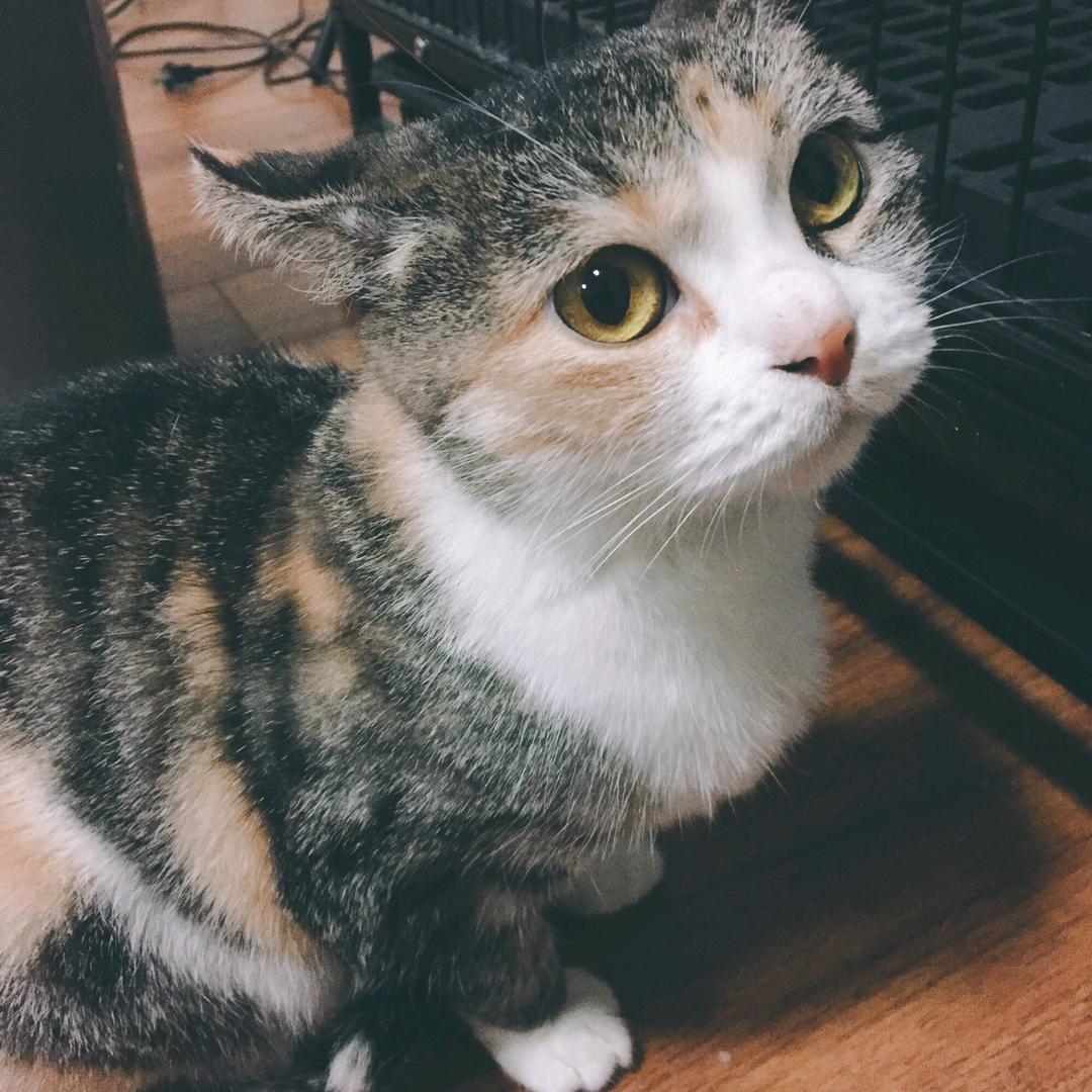 李树哲的小猫咪