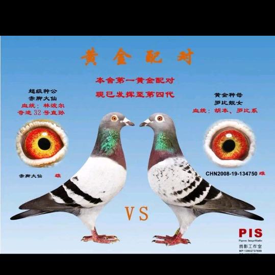 红红赛鸽团队