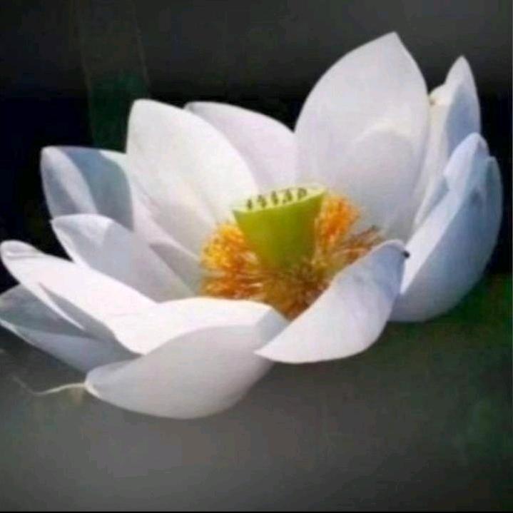 扬帆