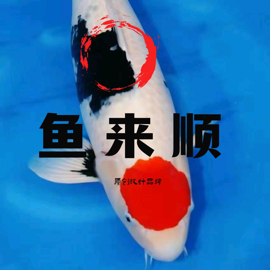 鱼来顺锦鲤