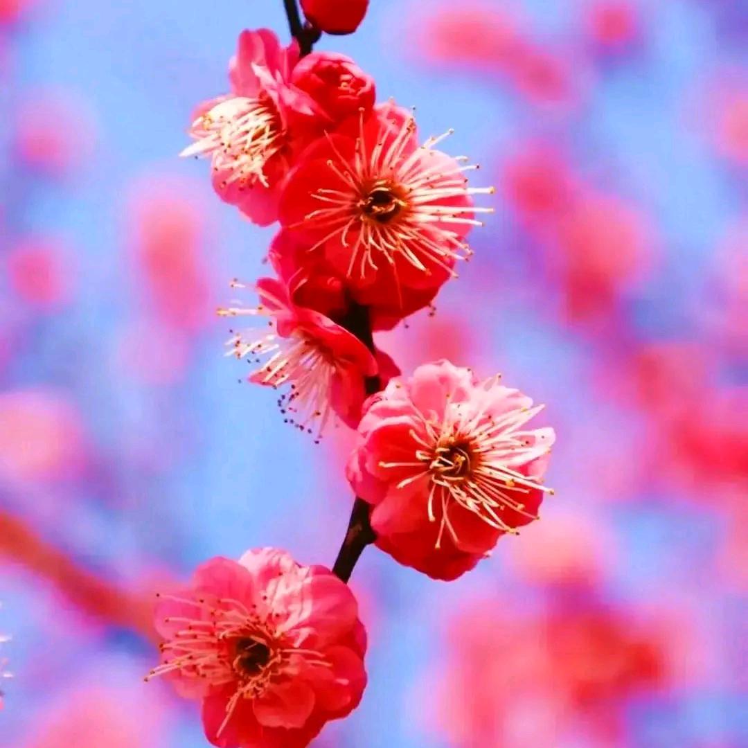 春暖花开🌹🌺