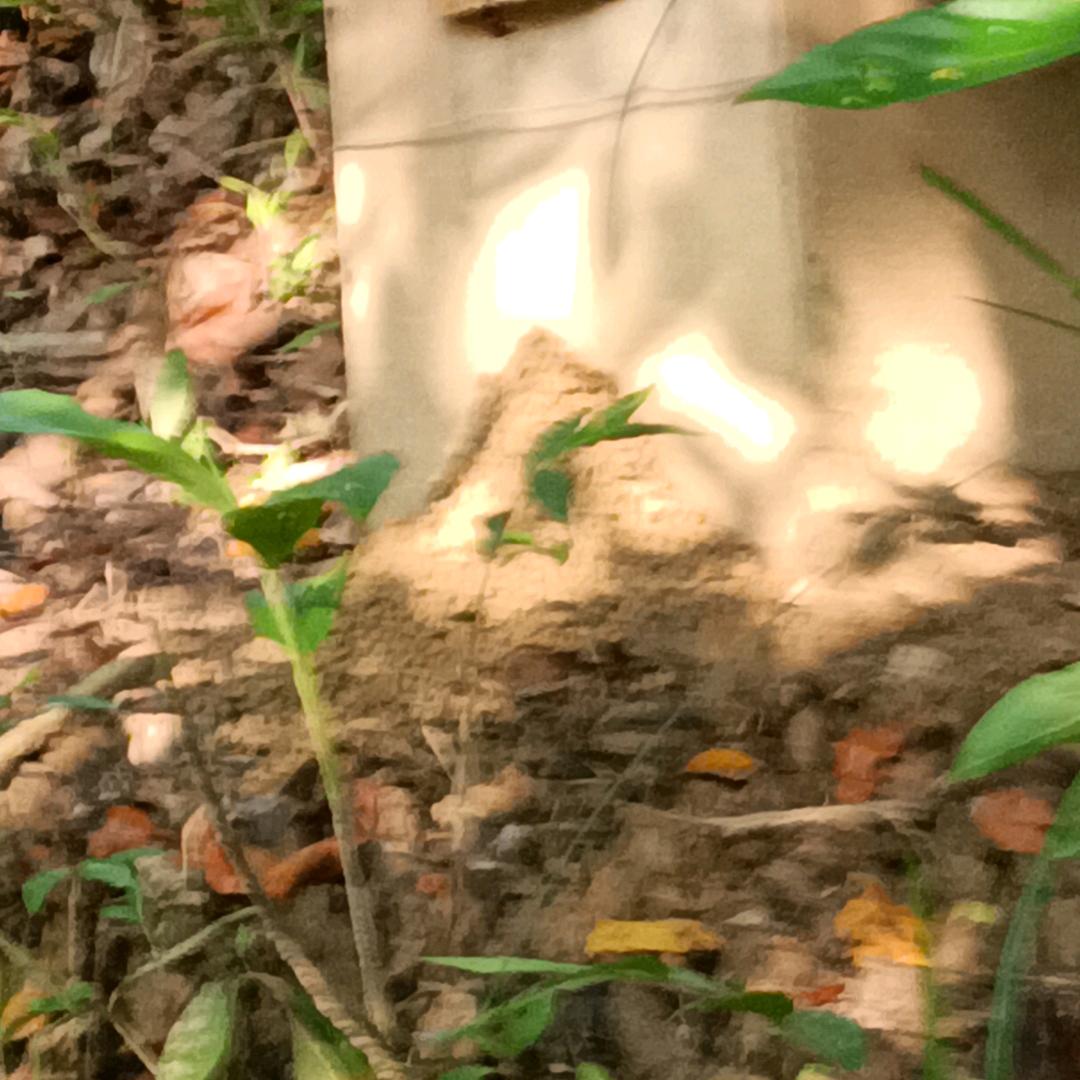 泪水打湿白切鸡