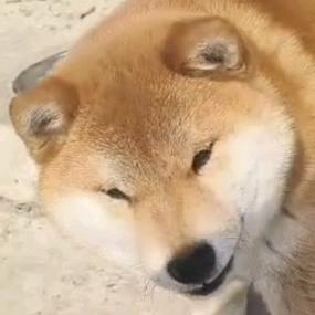 玻璃海苔