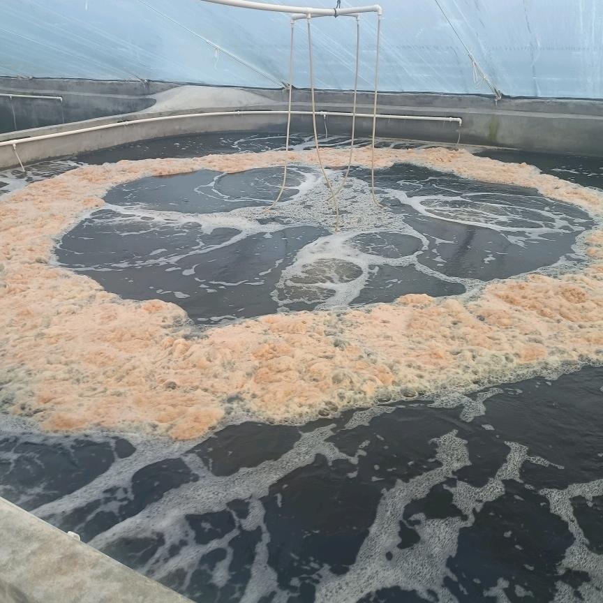 牧海捕鱼（备注：不是老板