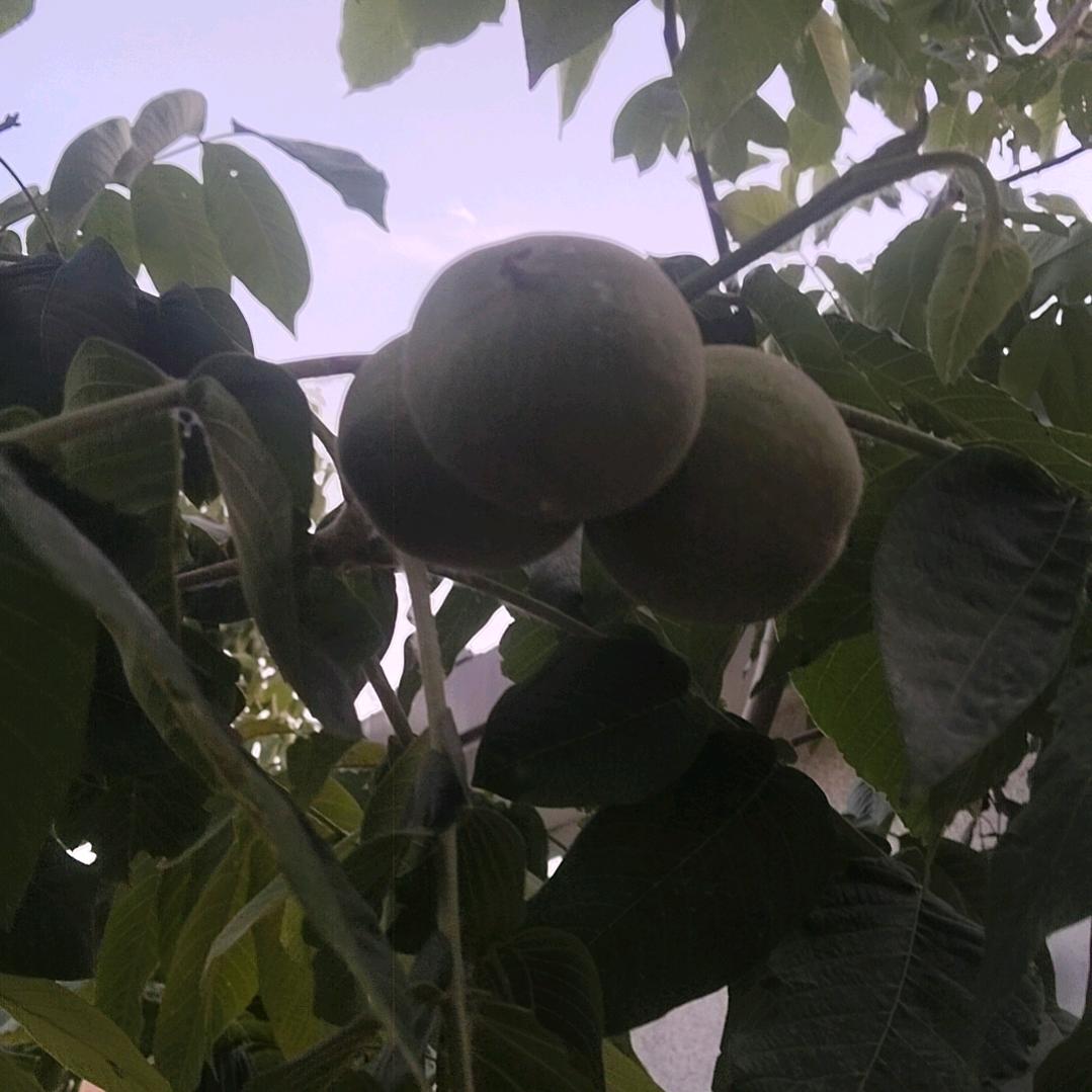 苦中作乐